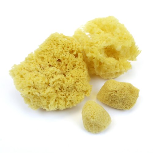 Xiem Sponges