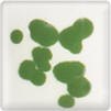 Green Spectrum Dry Crystals