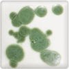 Reactive Green Spectrum Dry Crystals