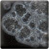 Clear Spectrum Dry Crystals