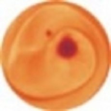 Ochre Onglaze 15cc's P4306