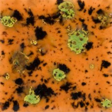 Oriental Caramel Mayco Crystalite Oriental Caramel Mayco Crystalite