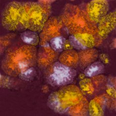 Floral Fantasy Mayco Jungle Gem Floral Fantasy Mayco Jungle Gem