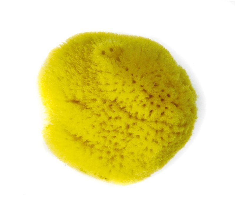 Natural Sponge Large 3.5 '' - 4'' Ref.SP1