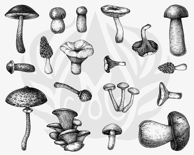Designer Silkscreen Mushrooms Designer Silkscreen Mushrooms