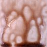 Coffee Bean Ash Spectrum Ash Glaze Cone 4-6 1423
