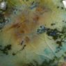 Mountain Moss Mayco Jungle Gem Mountain Moss Mayco Jungle Gem