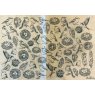 Nests Underglaze Transfer Sheet Nests Underglaze Transfer Sheet