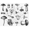 Designer Silkscreen Mushrooms